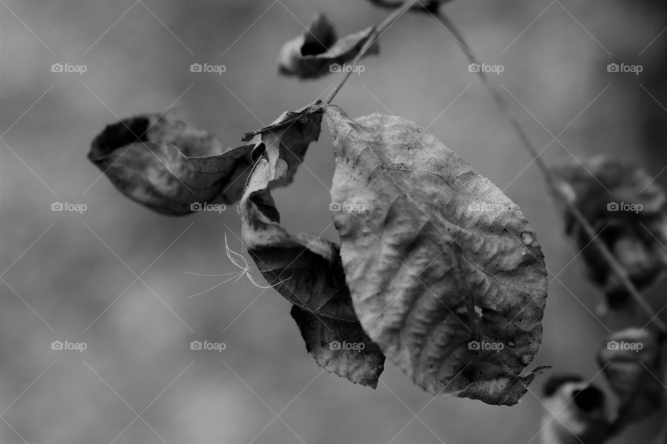 dried leaves in black and white.