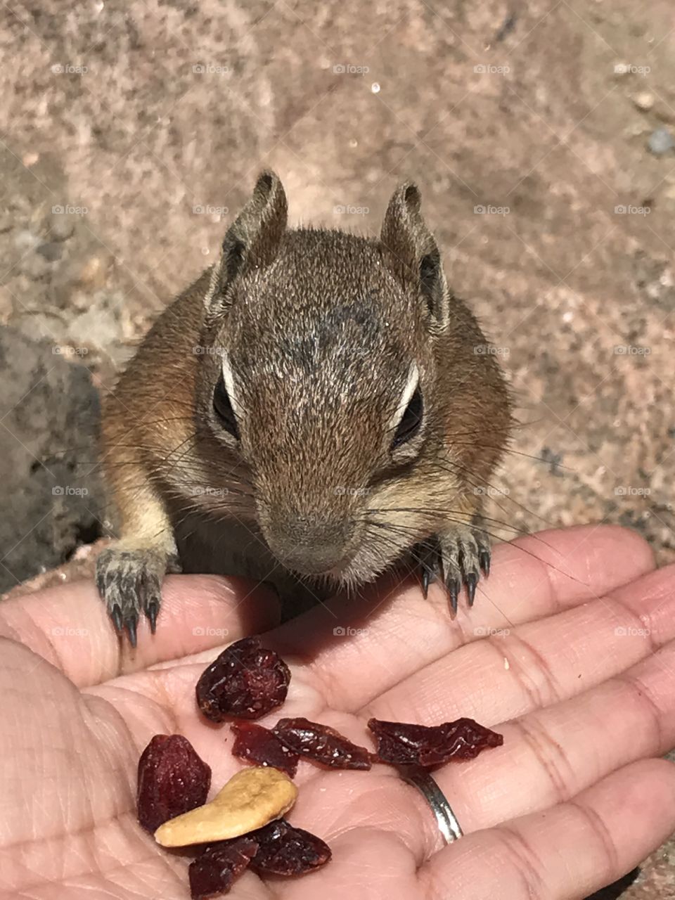 Hungry chipmunk eating my trail mix 