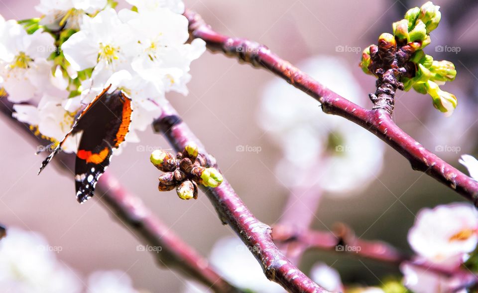 butterfly on a cherry tree