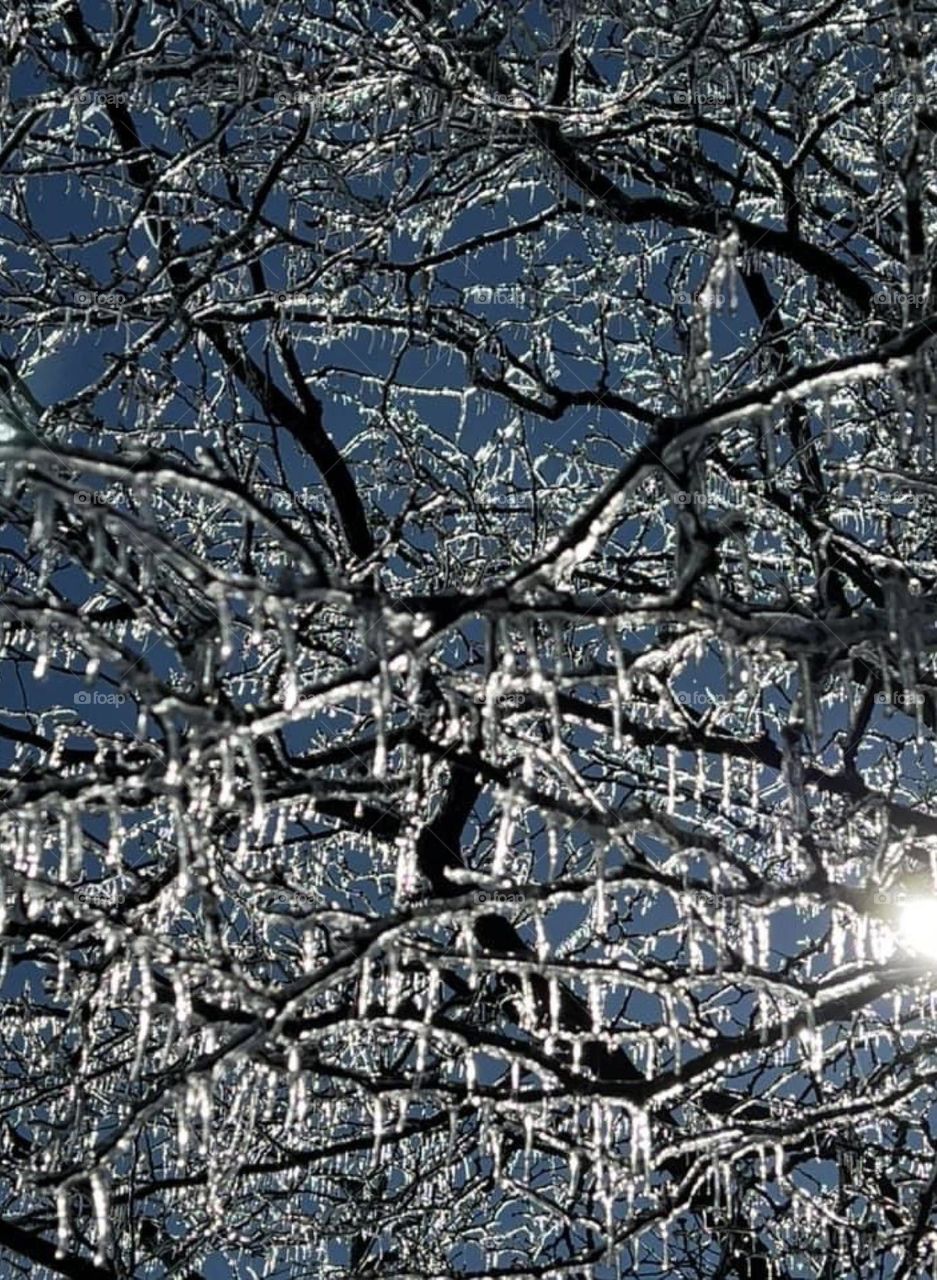 Ice covered tree branches after a winter storm