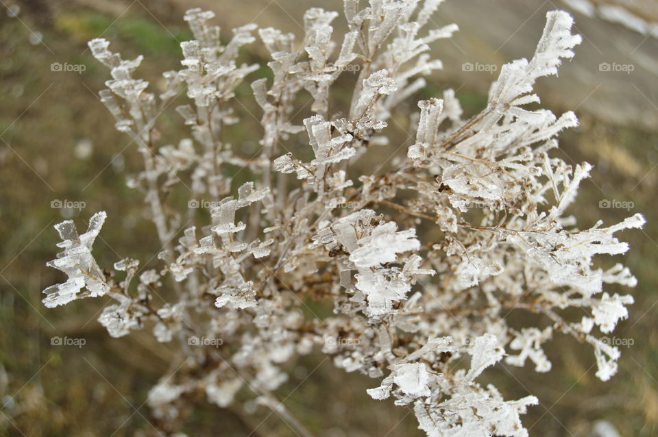 ice on a branch