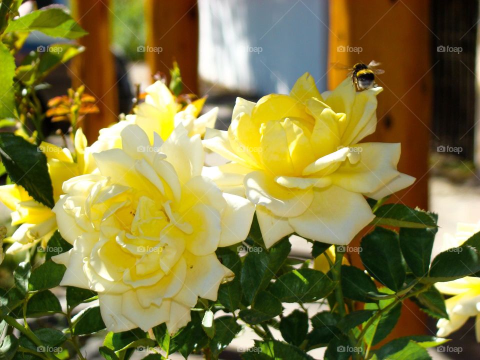 Surrounded by natural yellow. Polinización amarilla.