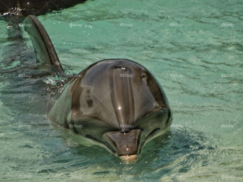 Bottlenose Dolphin
