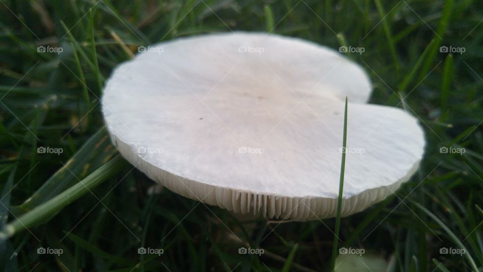 Grass, Fungus, Mushroom, Nature, No Person