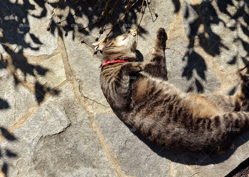 Cat with shadows