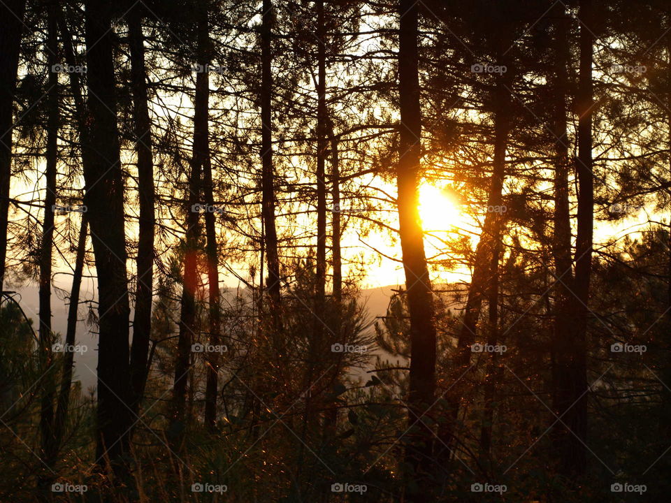 Trees in forest during sunset