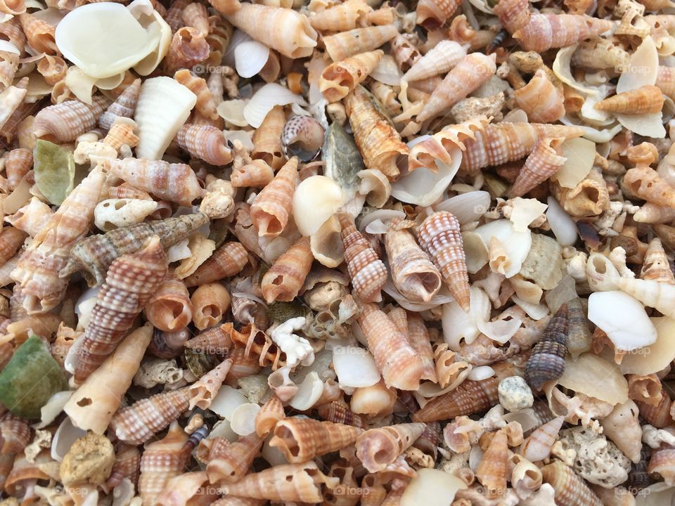 Closeup background image tiny tropical seashells in natural state