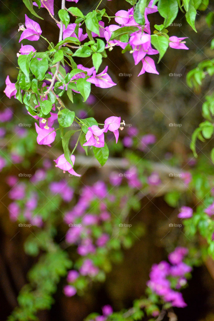 Purple flowers in ibiza