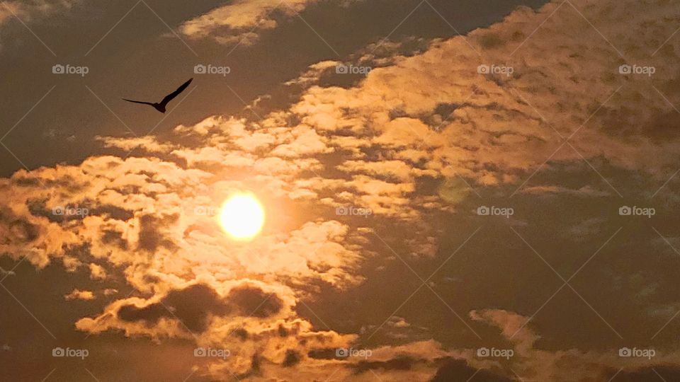 true nature / Flying into the sunset