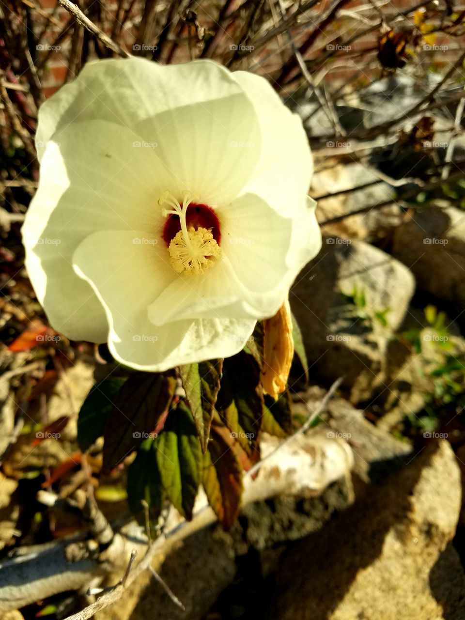 lone flower on a desolate bush