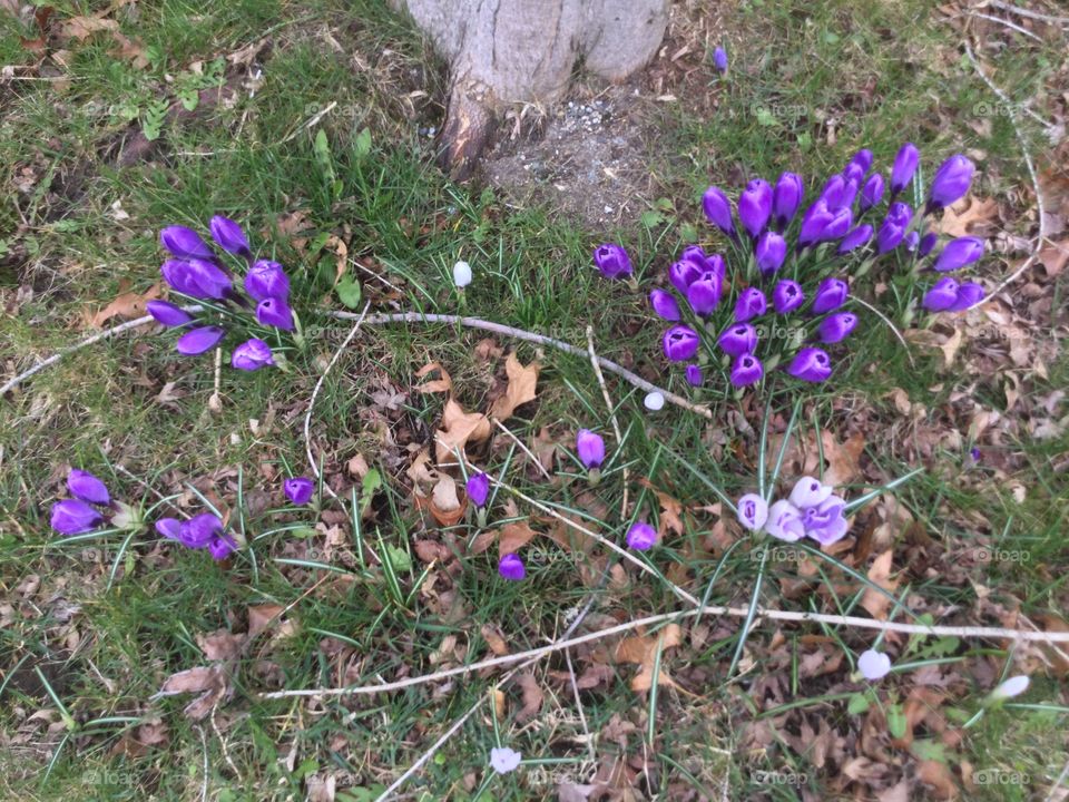 Crocuses in a Garden 