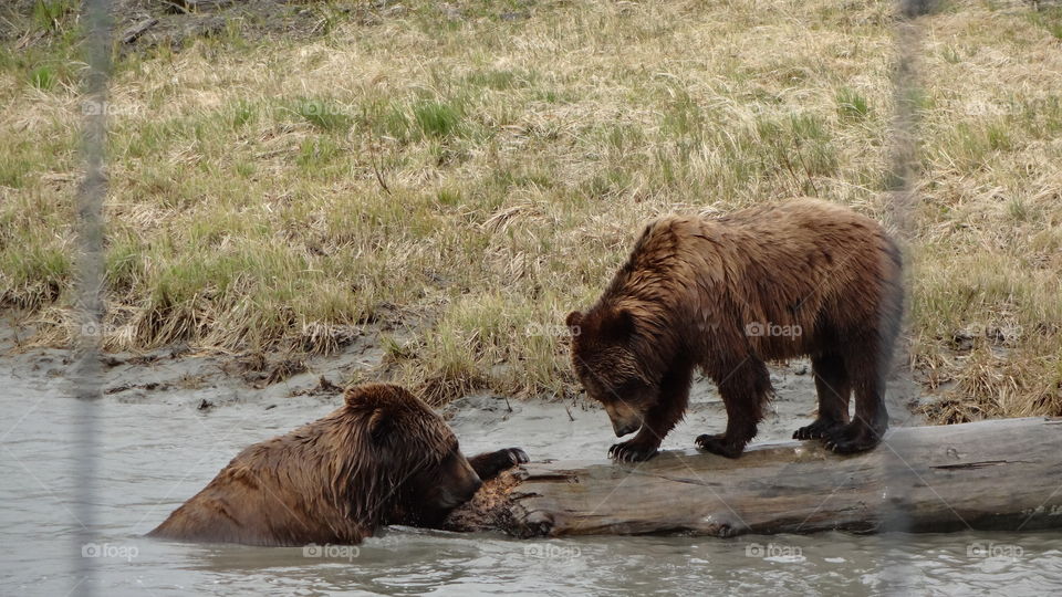 Brown Bears Playing