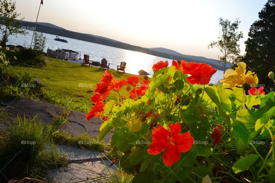 Flowers as the sun sets. Interesting light filtering through flowers as sun begins to set on the lake