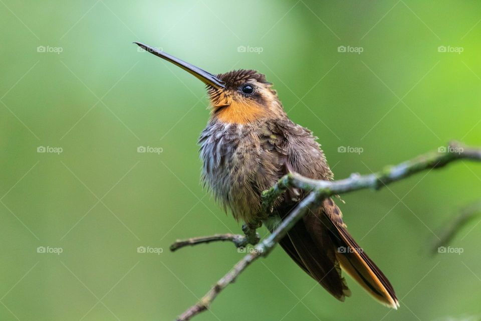 small bird with a long thin beak sits on wooden branch