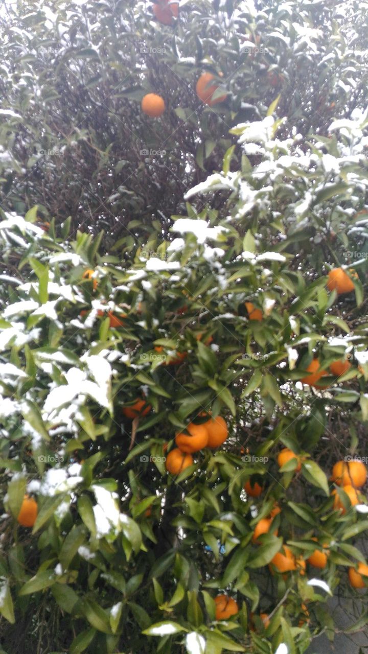 Mandarin tree covered with snow