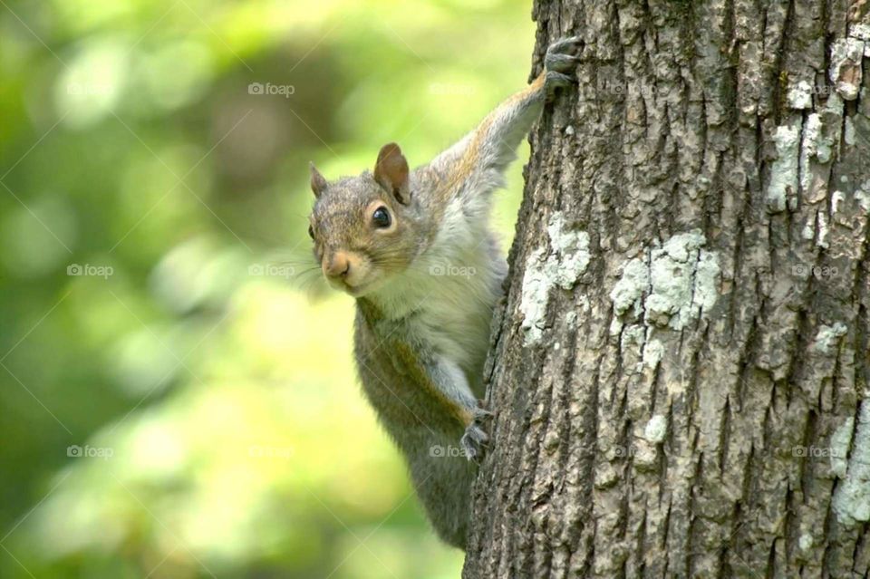 squirrel on tree