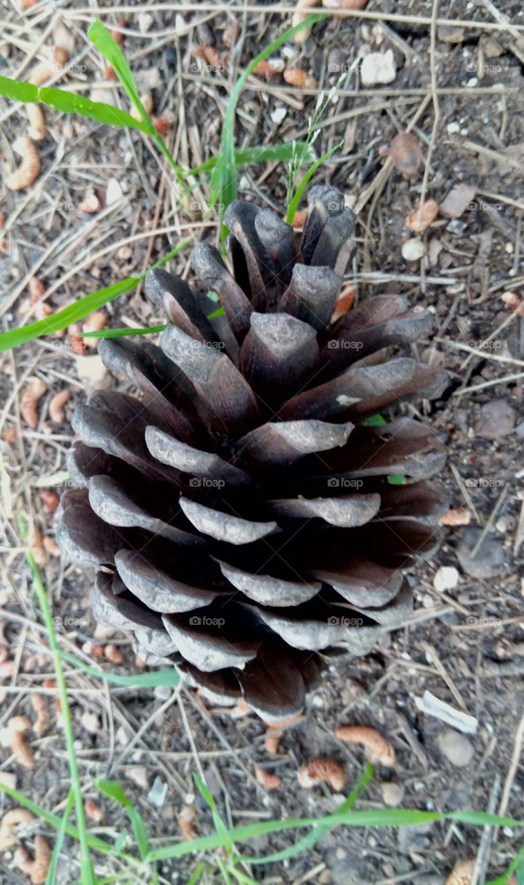 A Pine Cone