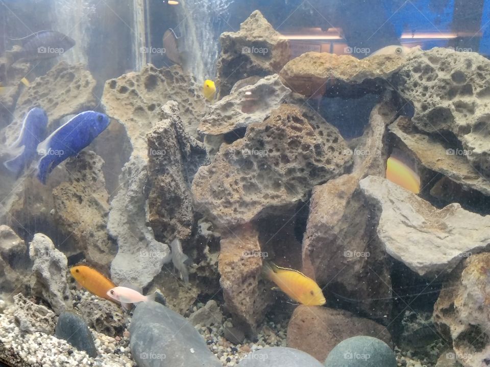 Multi Fish