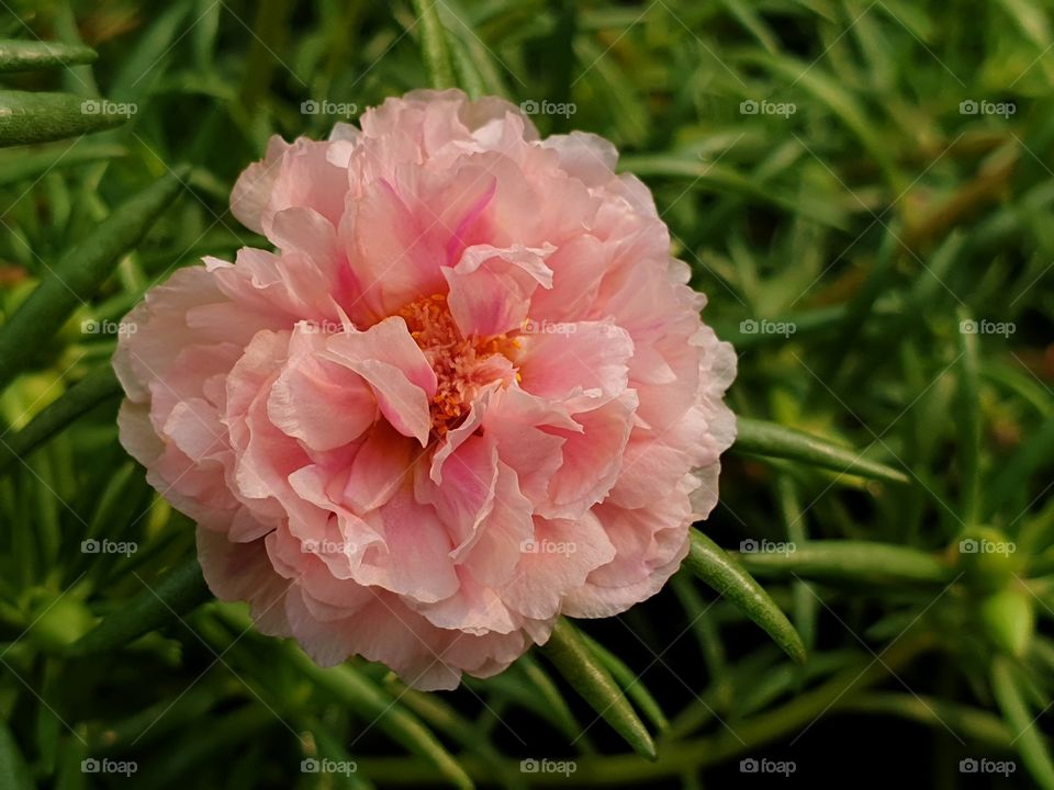 beautiful flowers in my garden