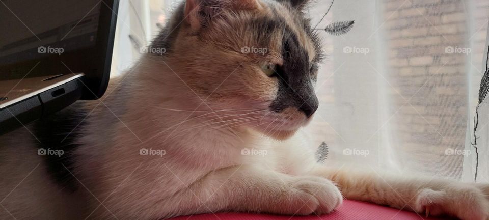 Cat behind laptop computer