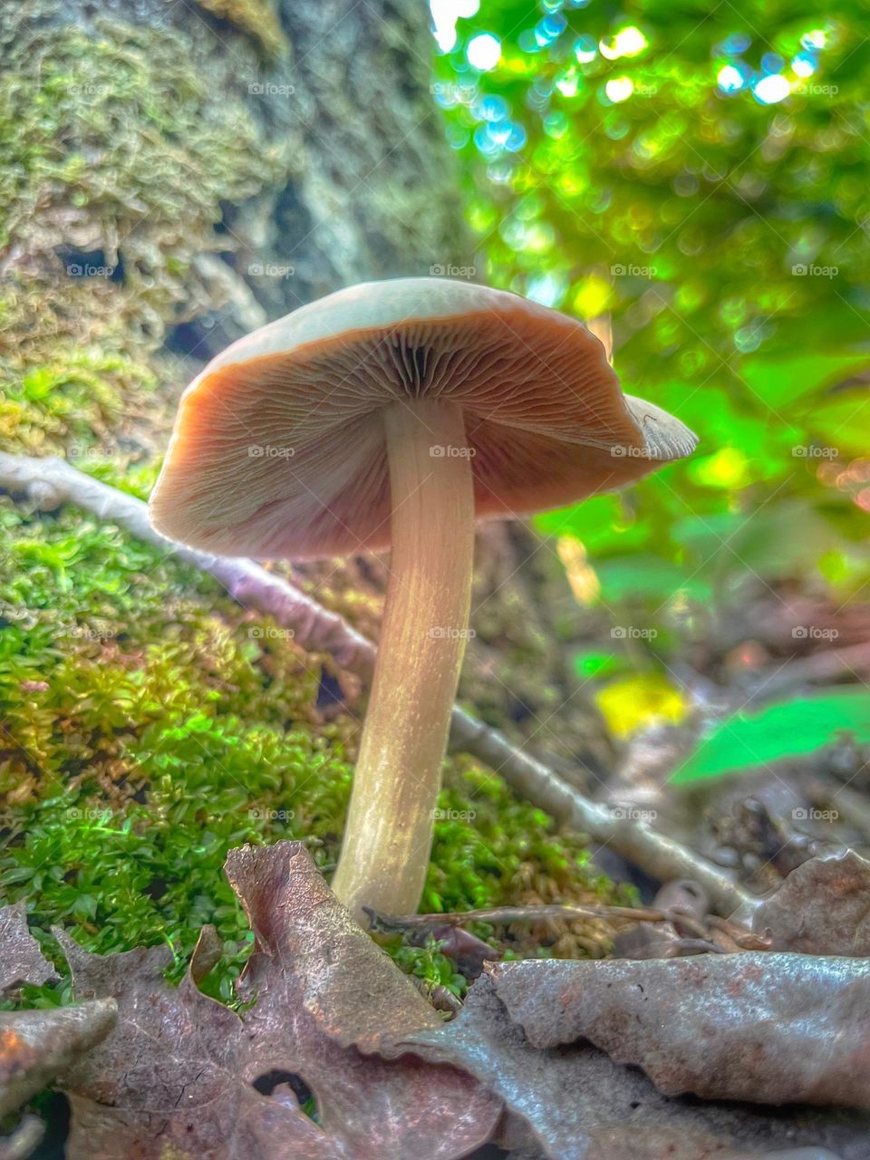 View from the forrest floor 