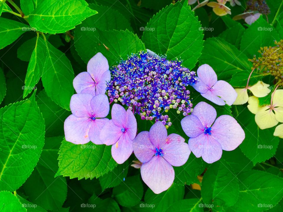 Japanese hydrangeas 