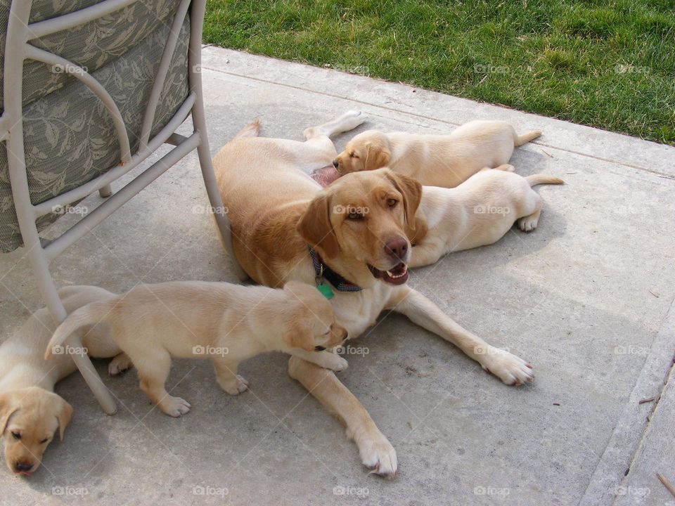 A family of yellow Labrador retrievers laying on the patio.