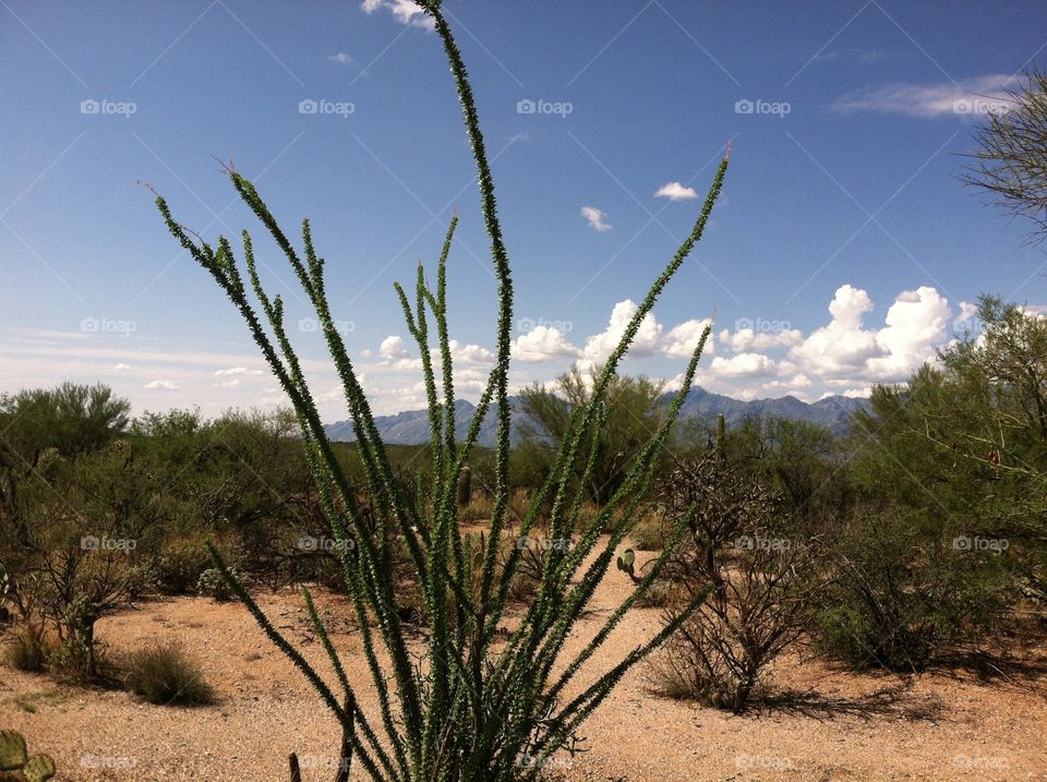Ocotillo in saguaro national park (Tucson, Arizona) 