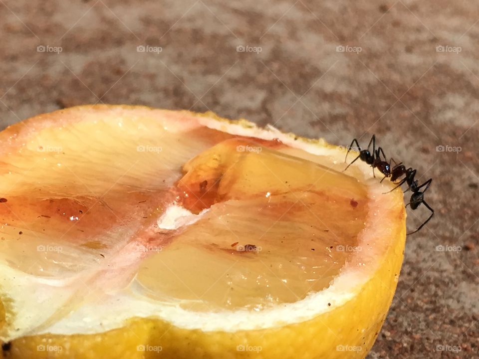Two ants feeding on half lemon closeup