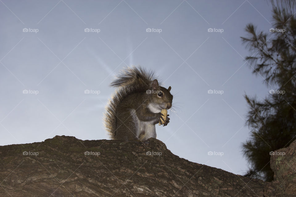 Squirrel likes peanuts. Squirrel eating a peanut 