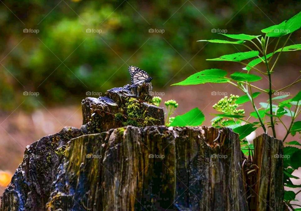 Butterfly on Tree trunk
