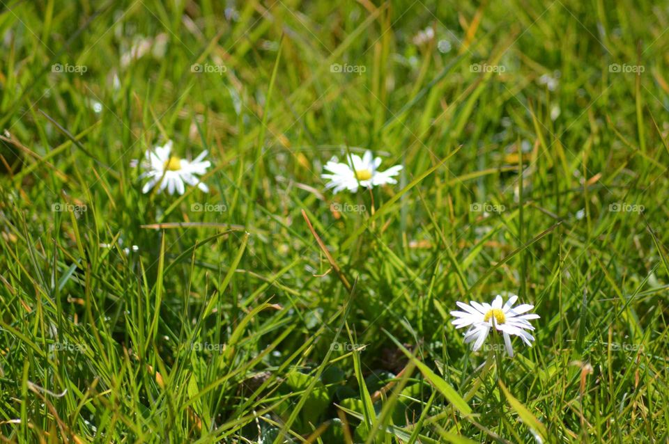 Daisy in the grass