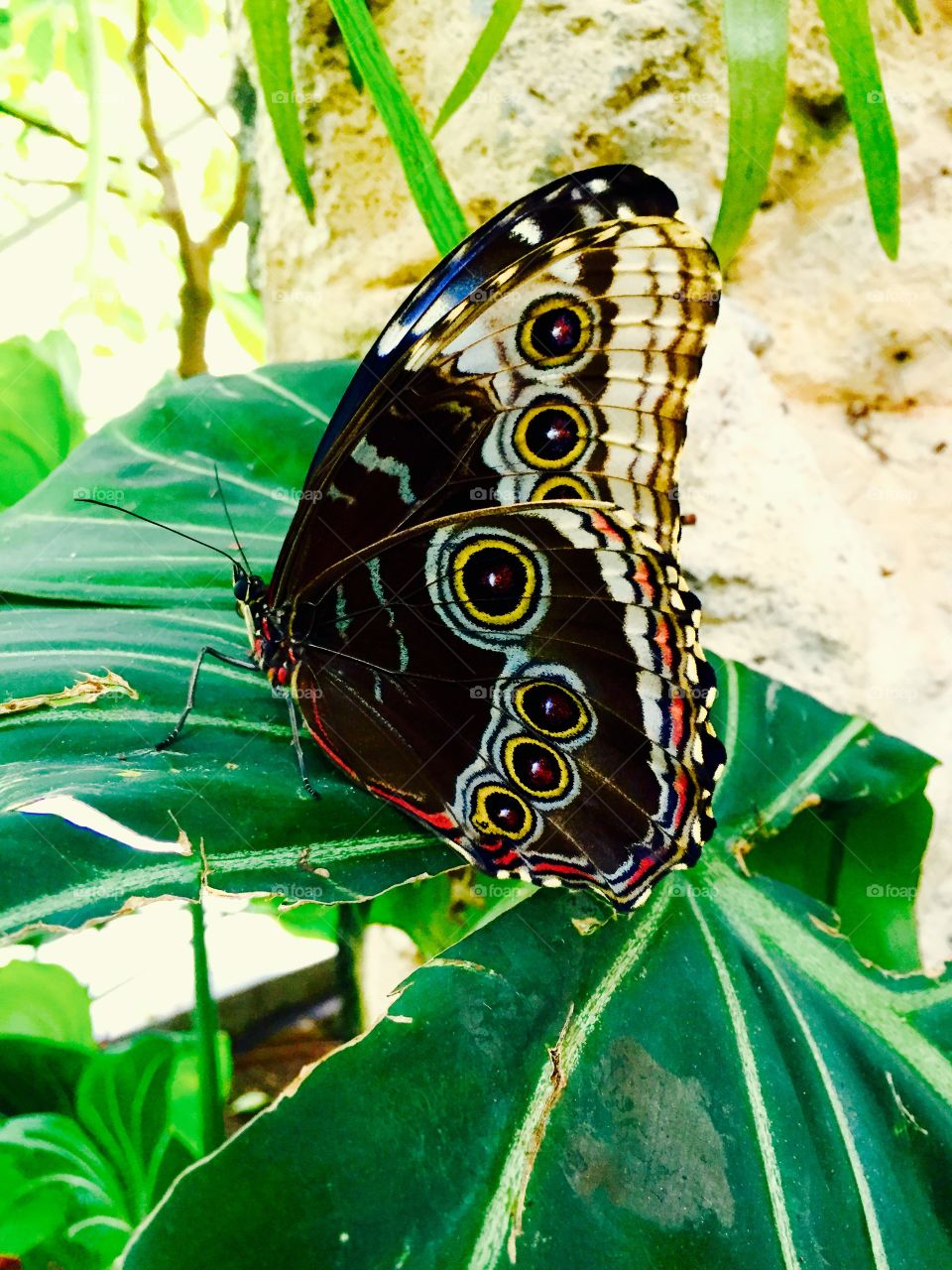 Butterfly on green leaf