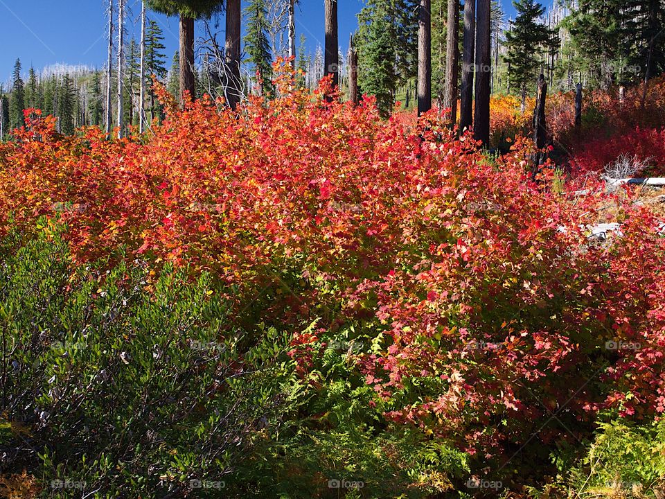 Brilliant bushes in their fall colors in the forest in the mountains of Oregon on a sunny fall day. 