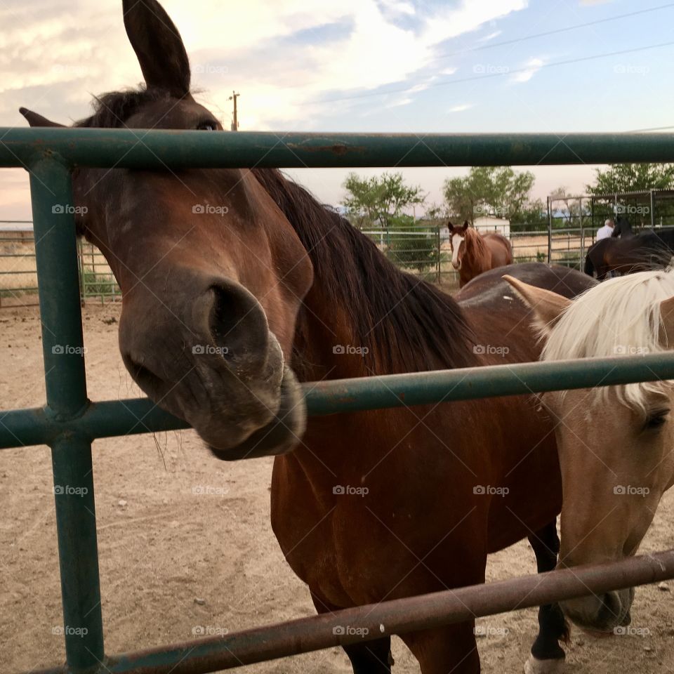 Palermo horse poking head through corral bars on ranch