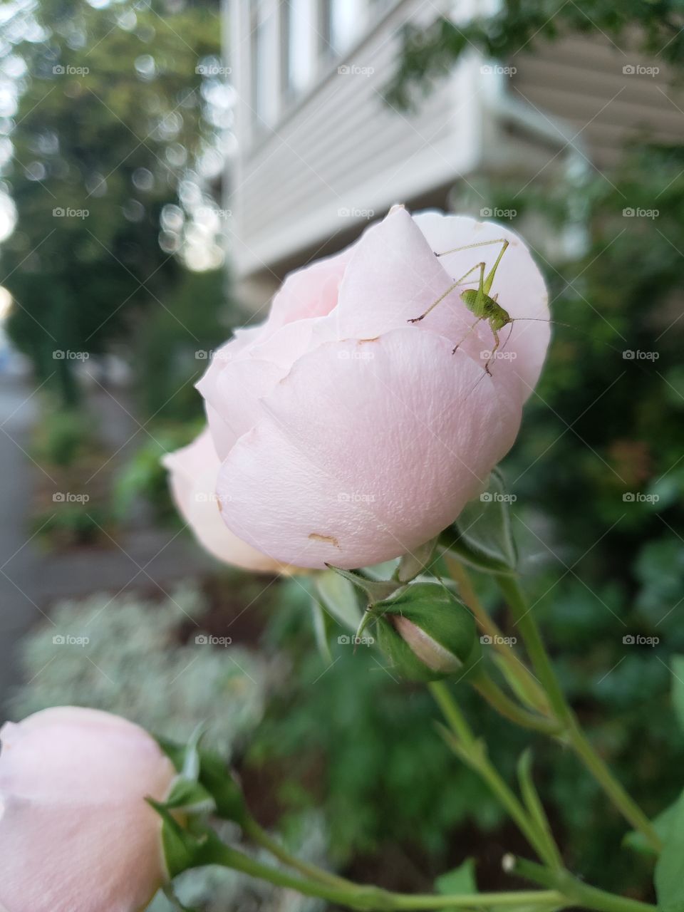Baby grasshopper on rose