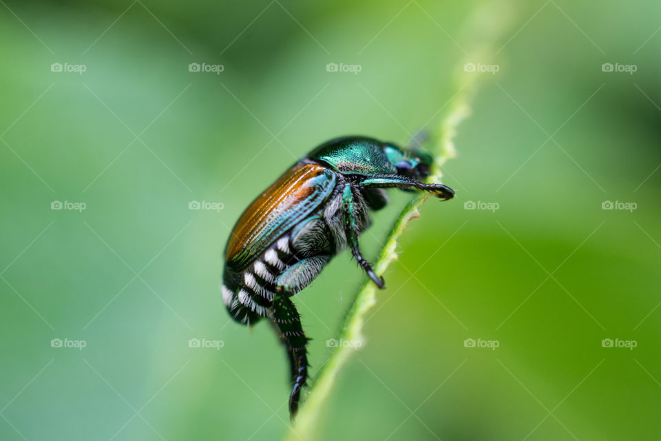 Japanese Beetle in a Leaf Up Close Macro