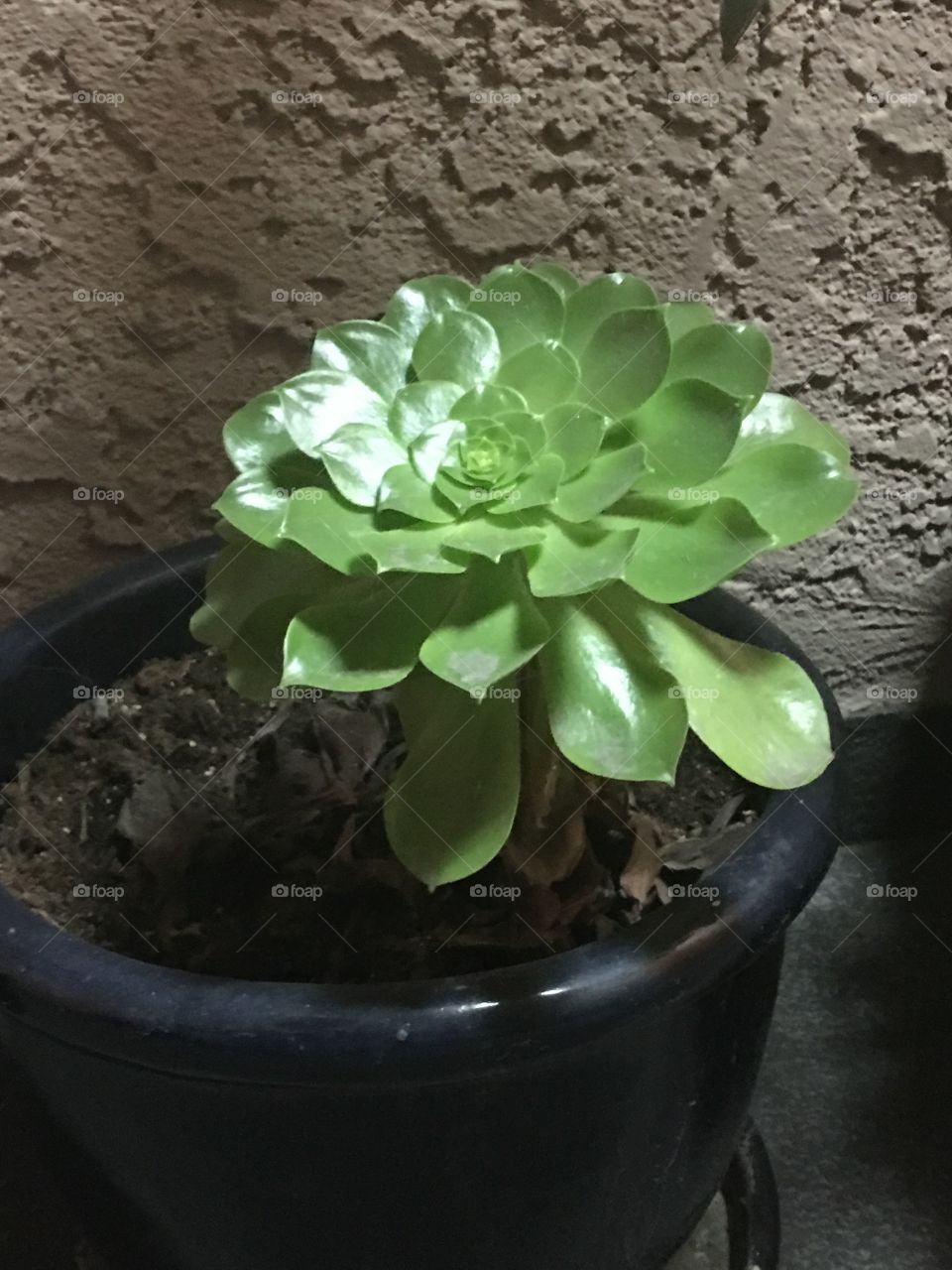 Close up succulent in blue pot