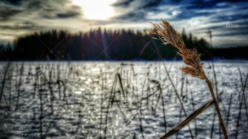 frozen Lake 