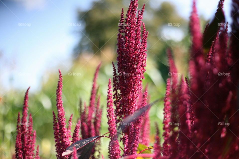 red flower buds in tilt shift lens