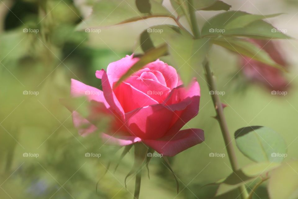 Pink Rose