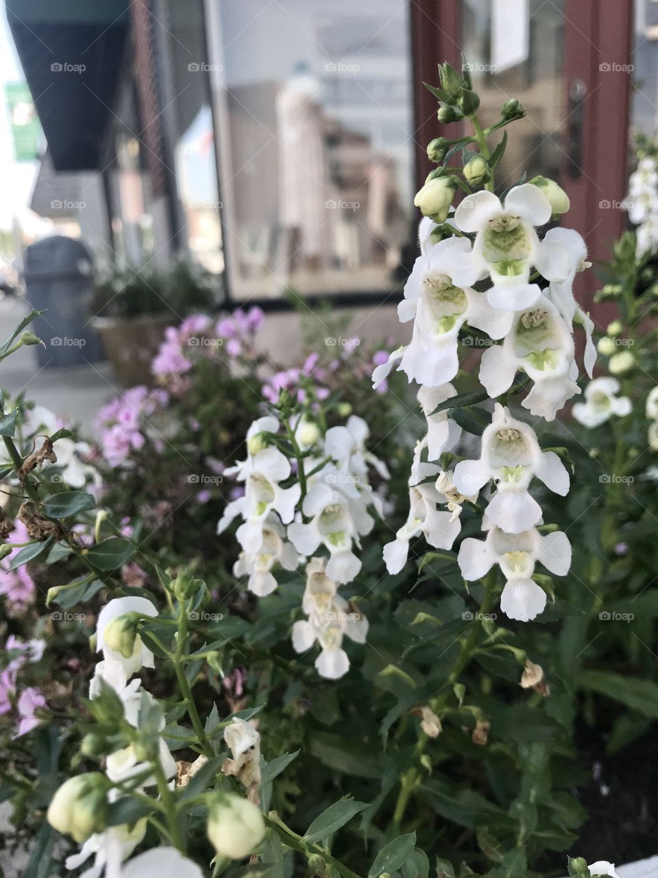 Cute white flowers that I found on my walk. 