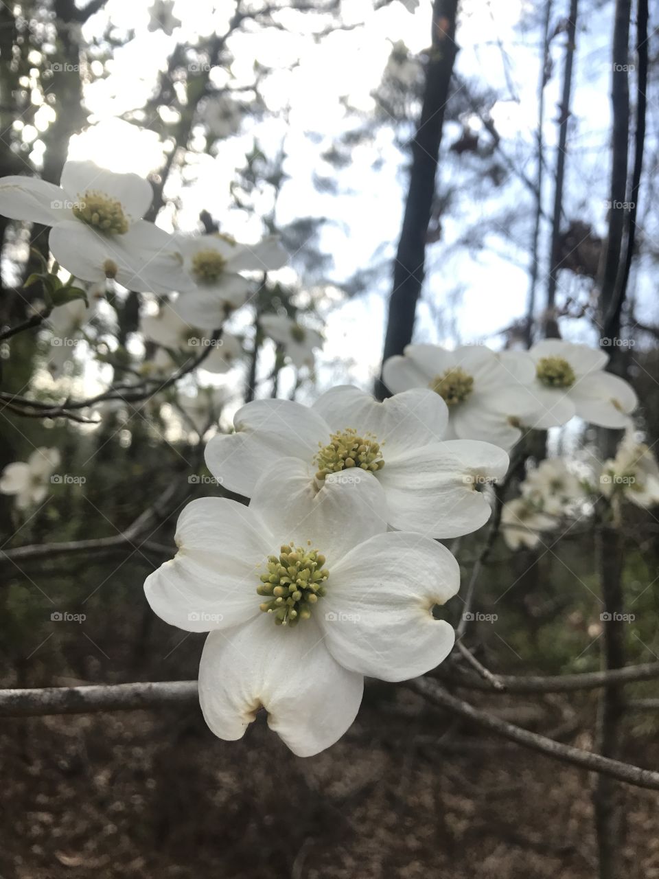 Dogwood Tree