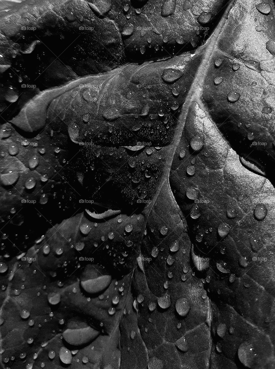 black and white contrast photo of a leaf from under fodder beet with dew drops of different sizes on it