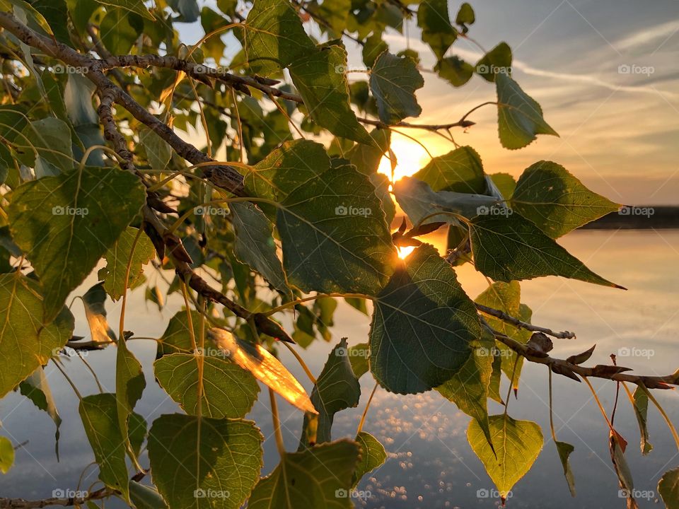 Sunset and leaves