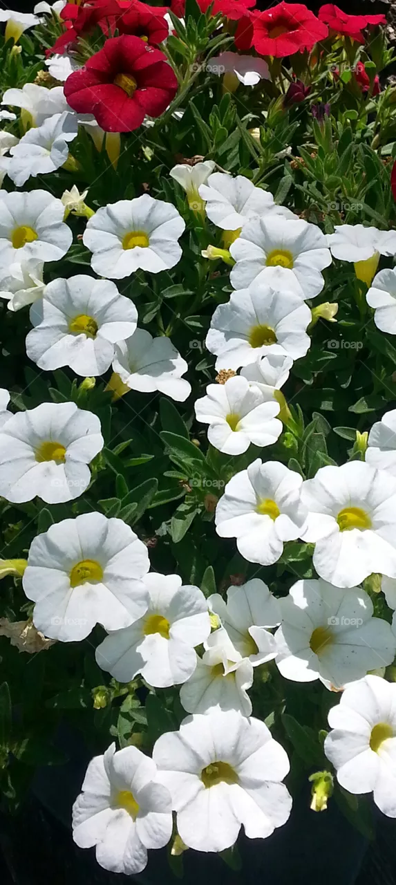 petunias