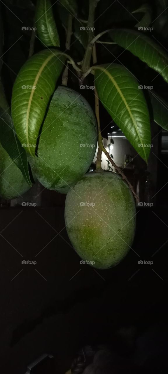 Mango tree plantation at my home garden 🏡