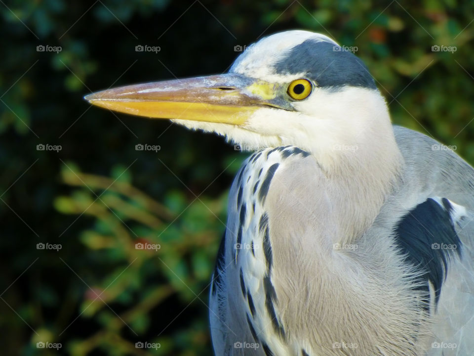 Grey heron at Dublin zoo