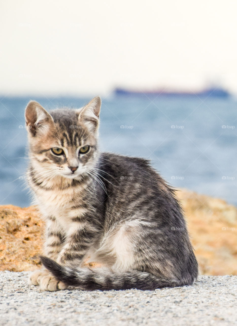 Cat, Animal, Cute, Kitten, Fur