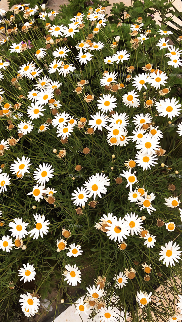 Daisies 